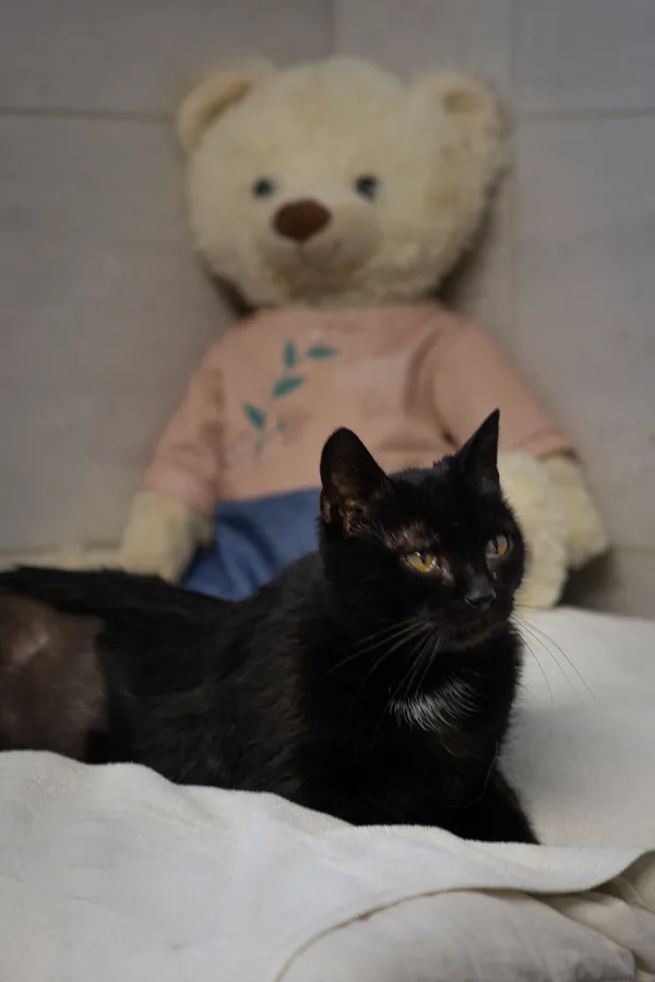 Znaleziono kota, Sosnowiec, 22 grudnia 2024 (5/5)