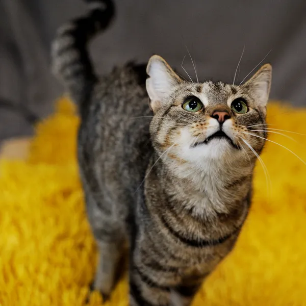 Znaleziono kota, Sosnowiec, 22 grudnia 2024 (1/5)