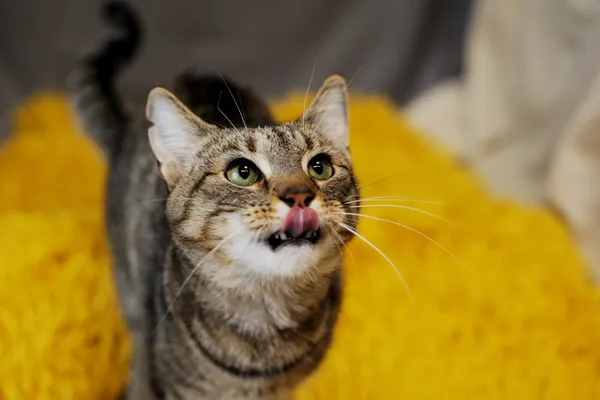 Znaleziono kota, Sosnowiec, 22 grudnia 2024 (2/5)