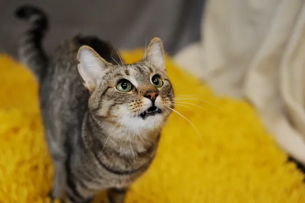 Znaleziono kota, Sosnowiec, 22 grudnia 2024 (3/5)