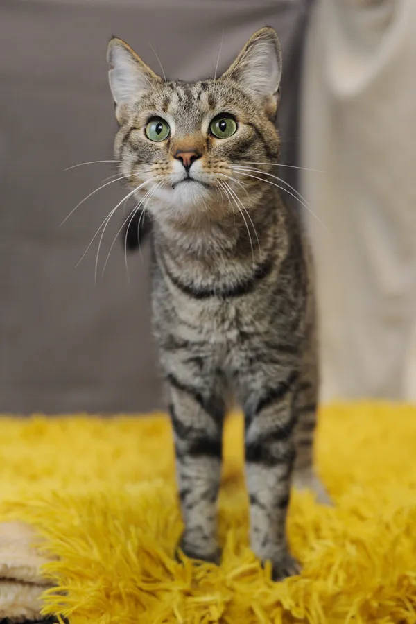 Znaleziono kota, Sosnowiec, 22 grudnia 2024 (4/5)