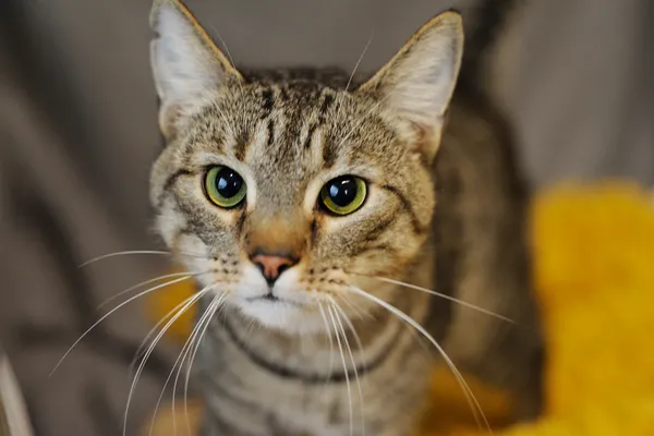 Znaleziono kota, Sosnowiec, 22 grudnia 2024 (5/5)