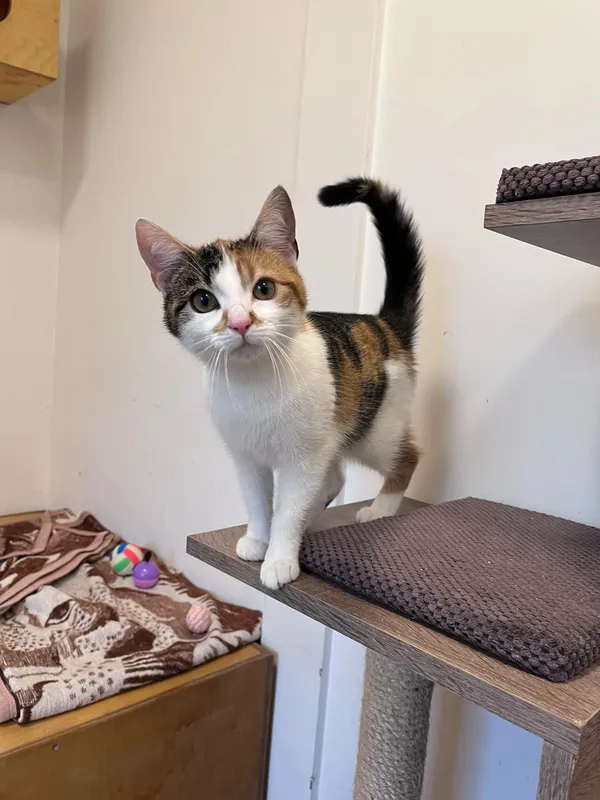 Kot do adopcji, Włocławek, 29 grudnia 2024 (1/5)