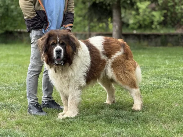 Pies do adopcji, Kraków, 13 listopada 2024 (2/4)