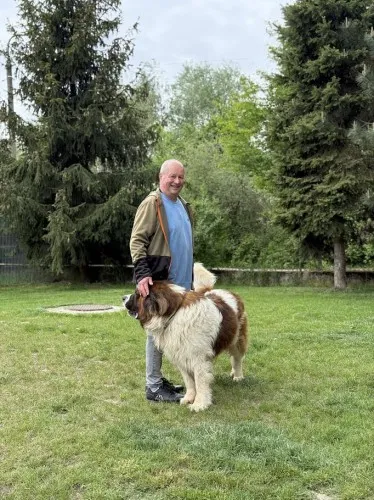 Pies do adopcji, Kraków, 13 listopada 2024 (3/4)