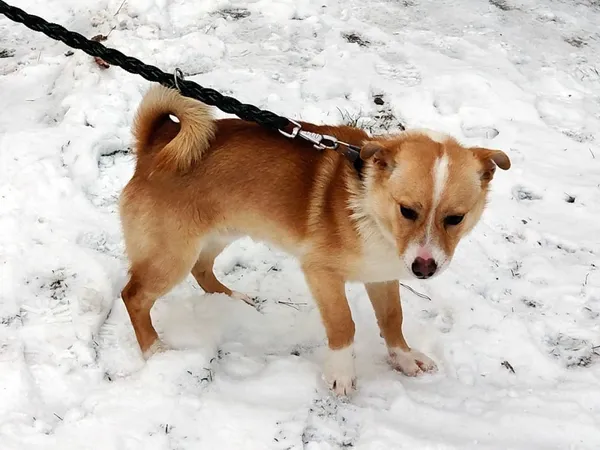 Pies do adopcji, Włocławek, 28 grudnia 2024 (1/5)