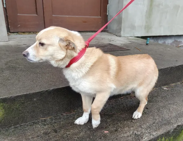 Pies do adopcji, Włocławek, 28 grudnia 2024 (5/5)