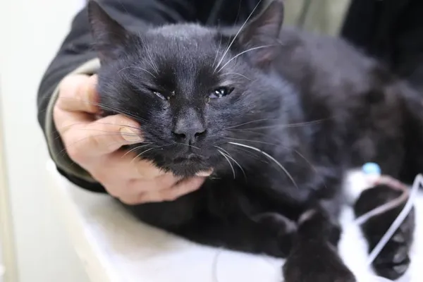 Znaleziono kota, Łódź, 30 grudnia 2024 (1/5)