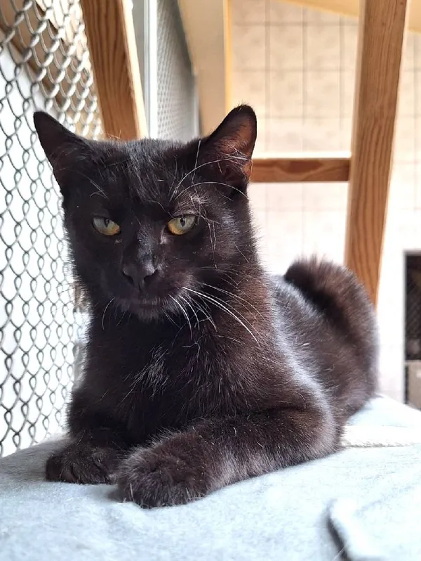 Znaleziono kota, Łódź, 30 grudnia 2024 (4/5)