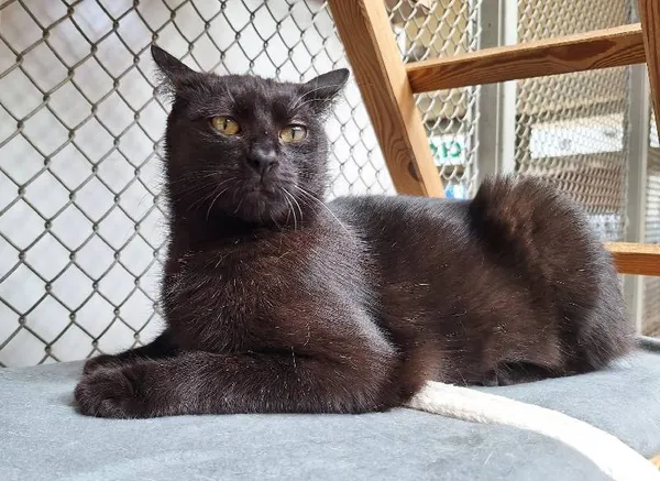 Znaleziono kota, Łódź, 30 grudnia 2024 (5/5)