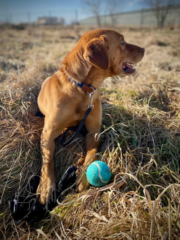 Znaleziono psa, Żywiec, 30 grudnia 2024 (4/5)