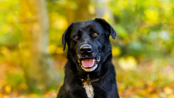 Pies do adopcji, Elbląg, 18 października 2024 (1/5)