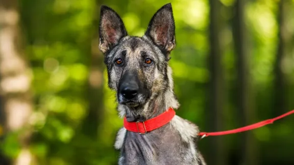 Pies do adopcji, Elbląg, 9 października 2024 (1/5)