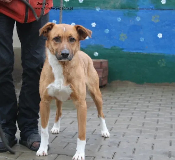 Pies do adopcji, Nowy Dwór Mazowiecki, 31 grudnia 2024 (4/4)