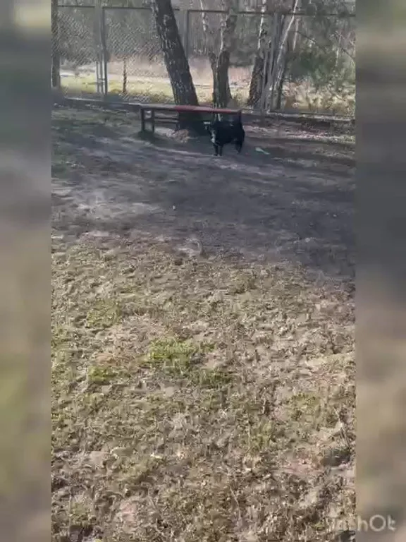 Pies do adopcji, Włocławek, 2 stycznia 2025 (2/5)