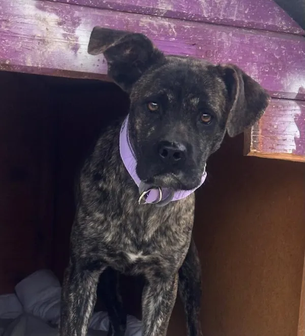 Pies do adopcji, Korabiewice, 2 grudnia 2024 (1/3)