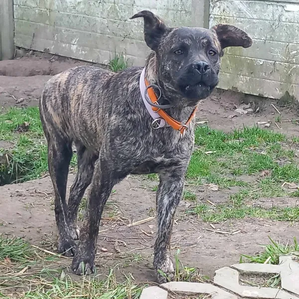 Pies do adopcji, Korabiewice, 2 grudnia 2024 (2/3)