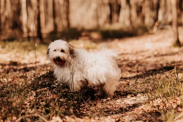Pies do adopcji, Czartki, 2 stycznia 2025 (1/5)