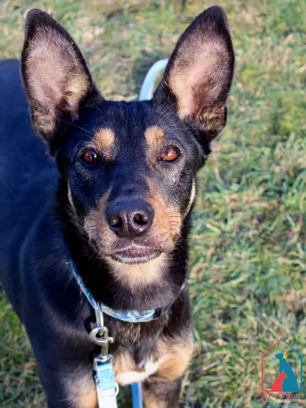 Pies do adopcji, Grudziądz, 13 grudnia 2024 (1/5)