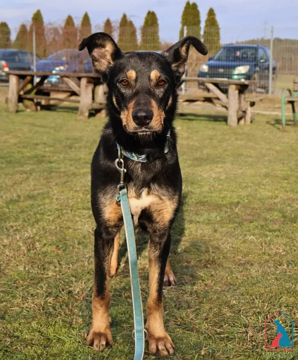 Pies do adopcji, Grudziądz, 13 grudnia 2024 (2/5)