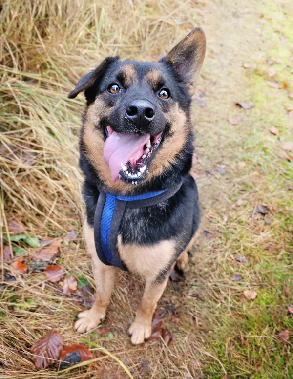 Pies do adopcji, Sosnowice, 23 października 2024 (1/5)