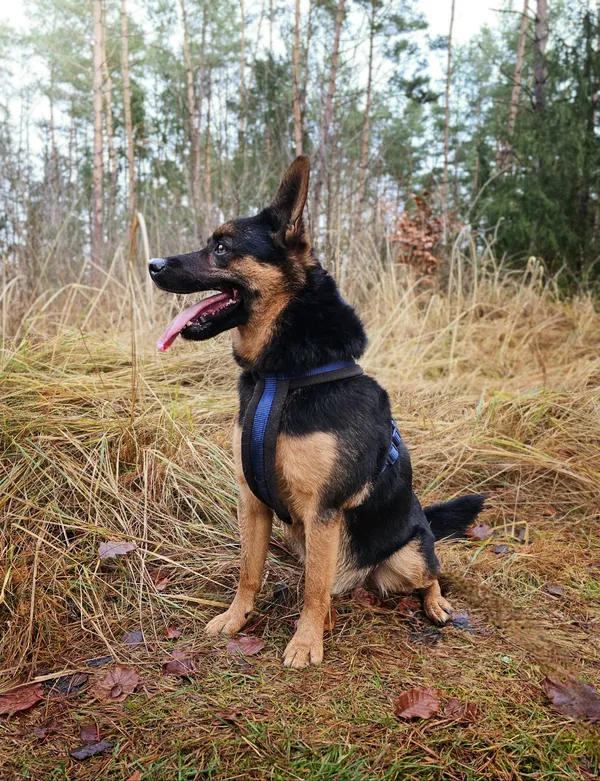 Pies do adopcji, Sosnowice, 23 października 2024 (3/5)