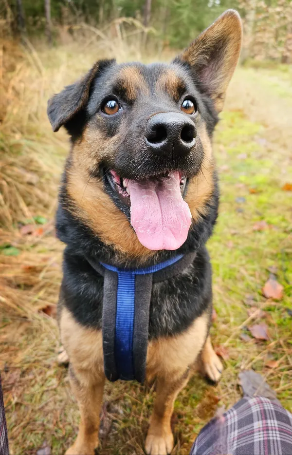 Pies do adopcji, Sosnowice, 23 października 2024 (5/5)