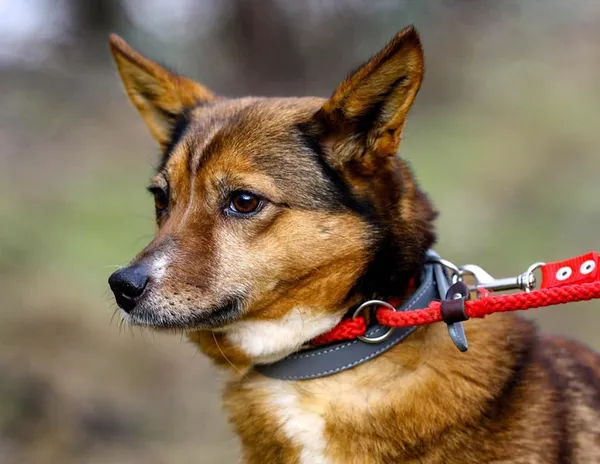 Oddam psa, Gdańsk, Siedlce, 3 stycznia 2025 (2/3)