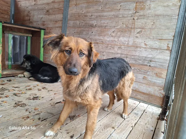 Pies do adopcji, Orzechowce, 3 stycznia 2025 (1/3)