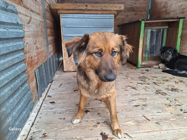 Pies do adopcji, Orzechowce, 3 stycznia 2025 (2/3)