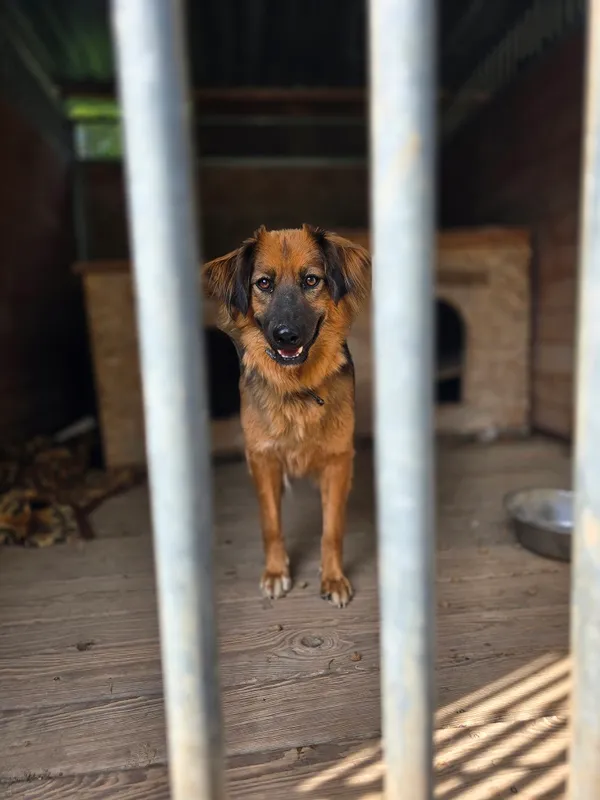 Pies do adopcji, Orzechowce, 3 stycznia 2025 (3/3)