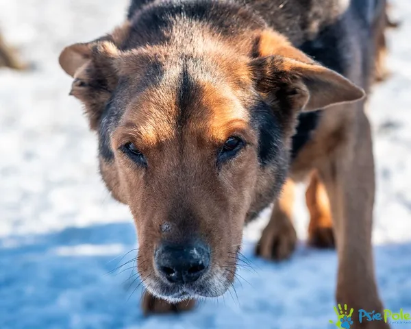 Pies do adopcji, Racławice, 26 grudnia 2024 (1/5)