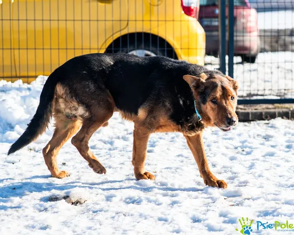 Pies do adopcji, Racławice, 26 grudnia 2024 (2/5)