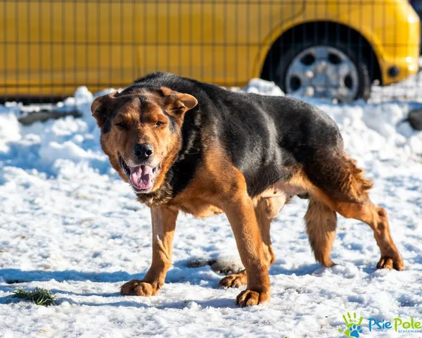 Pies do adopcji, Racławice, 26 grudnia 2024 (3/5)