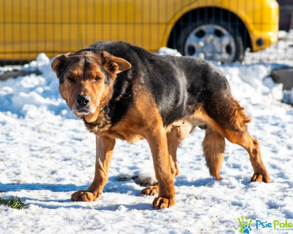 Pies do adopcji, Racławice, 26 grudnia 2024 (4/5)