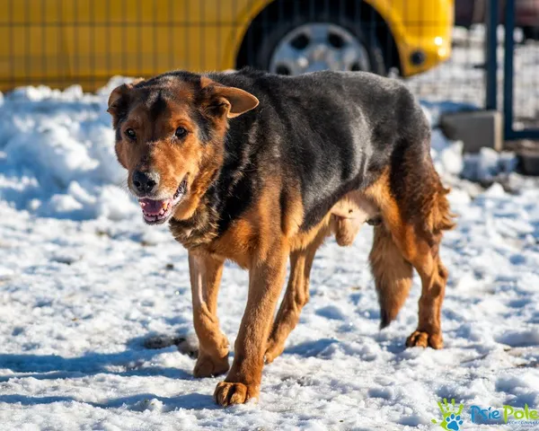 Pies do adopcji, Racławice, 26 grudnia 2024 (5/5)