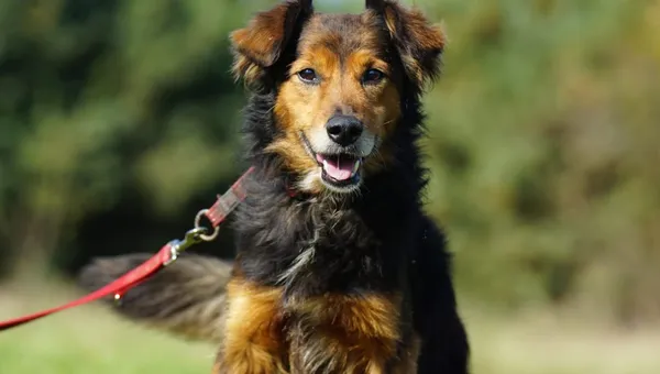 Pies do adopcji, Pieczyska, 3 stycznia 2025 (2/5)