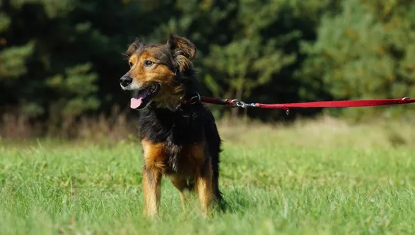 Pies do adopcji, Pieczyska, 3 stycznia 2025 (4/5)