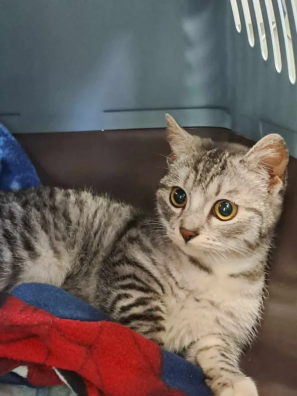 Kot do adopcji, Olsztyn, 20 grudnia 2024 (2/2)