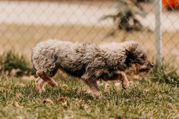 Pies do adopcji, Czartki, 3 stycznia 2025 (2/5)