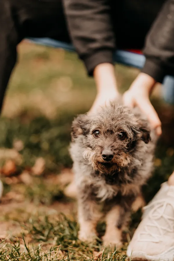 Pies do adopcji, Czartki, 3 stycznia 2025 (3/5)