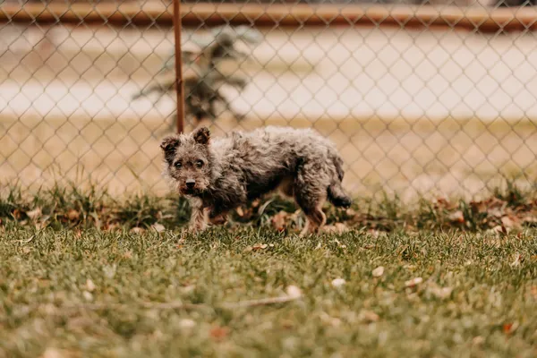 Pies do adopcji, Czartki, 3 stycznia 2025 (4/5)