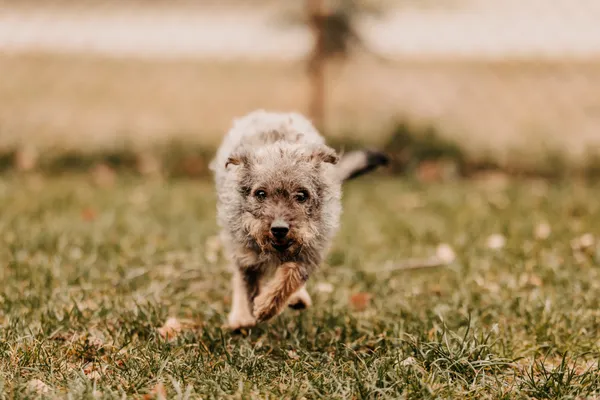 Pies do adopcji, Czartki, 3 stycznia 2025 (5/5)