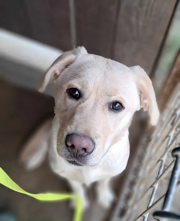 Pies do adopcji, Olsztyn, 7 grudnia 2024 (1/4)