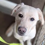 Pies do adopcji