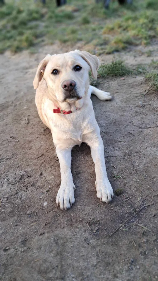 Pies do adopcji, Olsztyn, 7 grudnia 2024 (2/4)