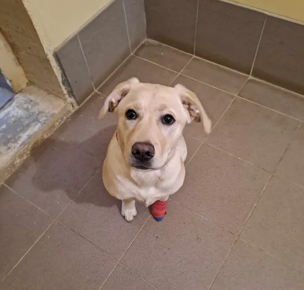 Pies do adopcji, Olsztyn, 7 grudnia 2024 (4/4)