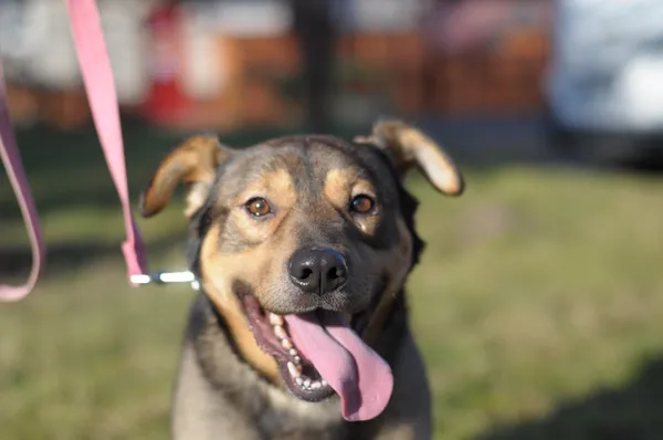 Pies do adopcji, Olsztyn, 5 grudnia 2024 (1/5)