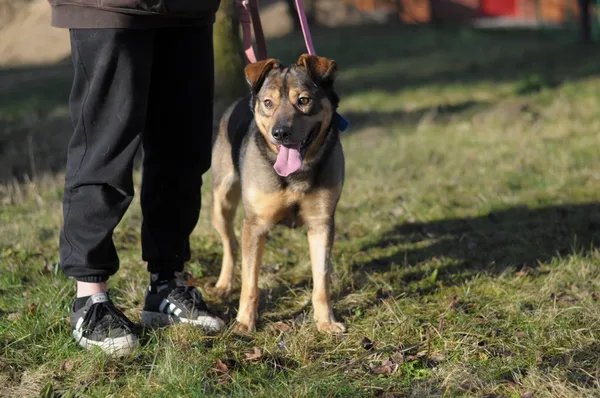 Pies do adopcji, Olsztyn, 5 grudnia 2024 (2/5)
