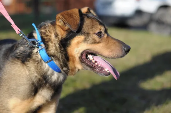 Pies do adopcji, Olsztyn, 5 grudnia 2024 (3/5)